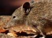 Silver headed antechinus survives fire devastation